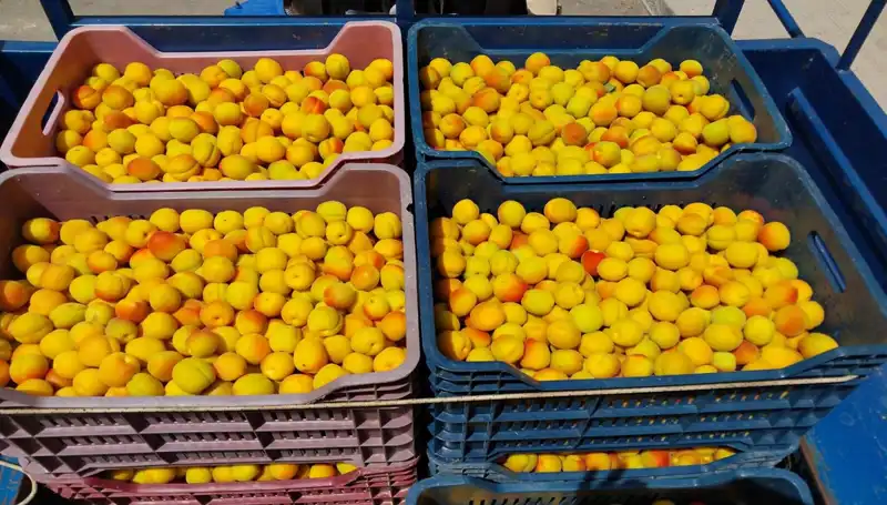 İlk Hasat: Ürünler 500 TL’den Alıcı Buldu, Çiftçiler Gülüyor!