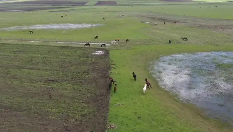 Kars'ın Büyüleyici Doğasında Yılkı Atları: Doğal Güzelliklerin Görsel Şöleni