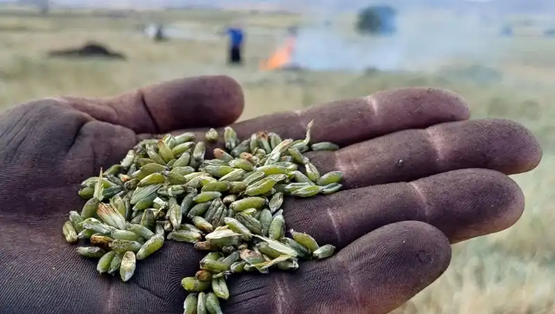 Firik Sezonu Başladı: Geleneksel Lezzet Şimdi Sofralarda