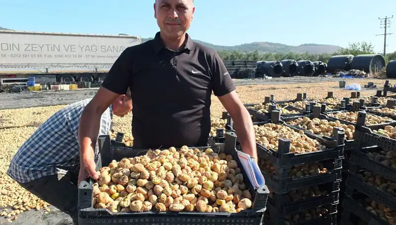 Balıkesir’in Lezzetleri: İhraç için Hasat Dönemi Başladı!