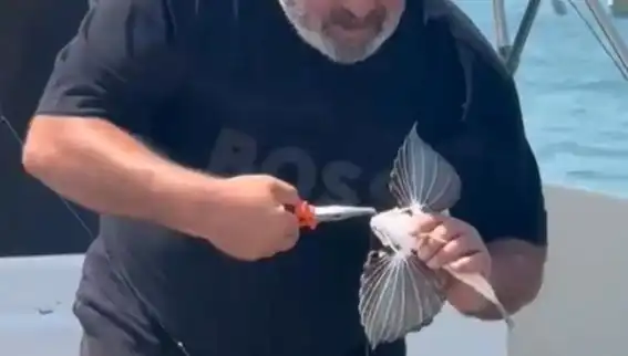 Saros'ta Nadir Görülen Kırlangıç Balığı Oltaya Takıldı: Avcılar Şok Oldu!
