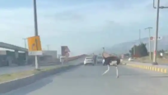 Trafikte Deve Kuşu: Sürücüler Şaşkın, Olay Anı Sosyal Medyayı Salladı