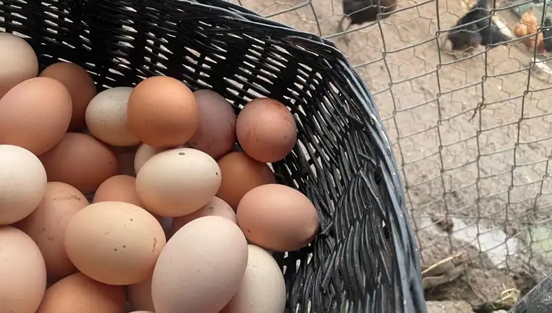Okulların Açılmasıyla Birlikte Uygun Fiyatlı Protein: Kırsalda Ki Gelişmeler