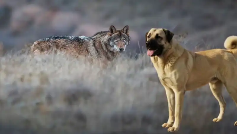 Kangal Köpeği Talebi Patladı: Kurt Popülasyonu Artışı Neden Oldu?