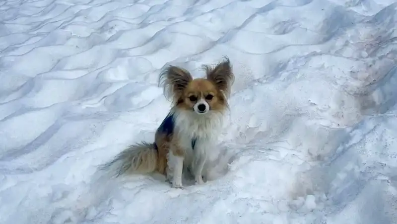 Hayat Kurtaran Dost: Buzul Yarığından Köpeği ile Kurtulan Adamın Hikayesi
