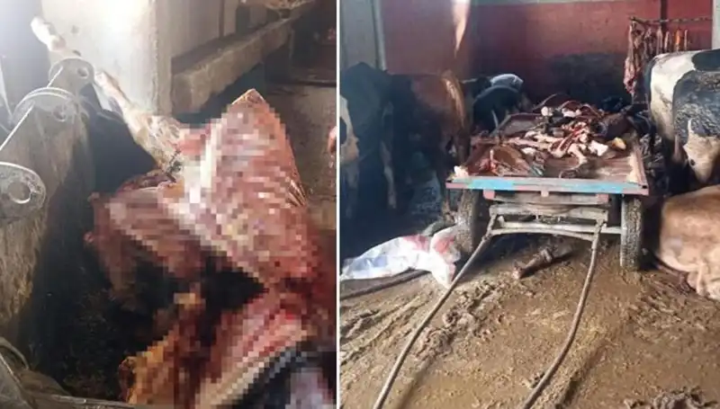 Adana'da 2,5 Ton At Eti Operasyonu: Hayvanlar Son Anda Kurtarıldı