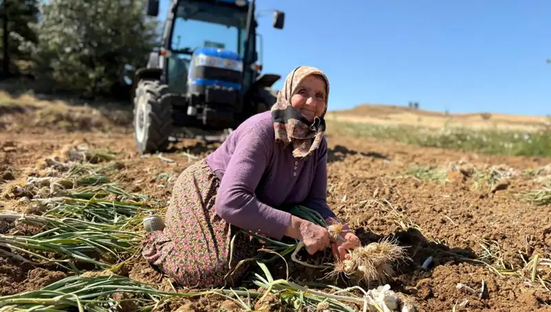 Selenyum Zengini: Tarladan Günlük 1200 Liraya Geçen Sağlıklı Mucize!