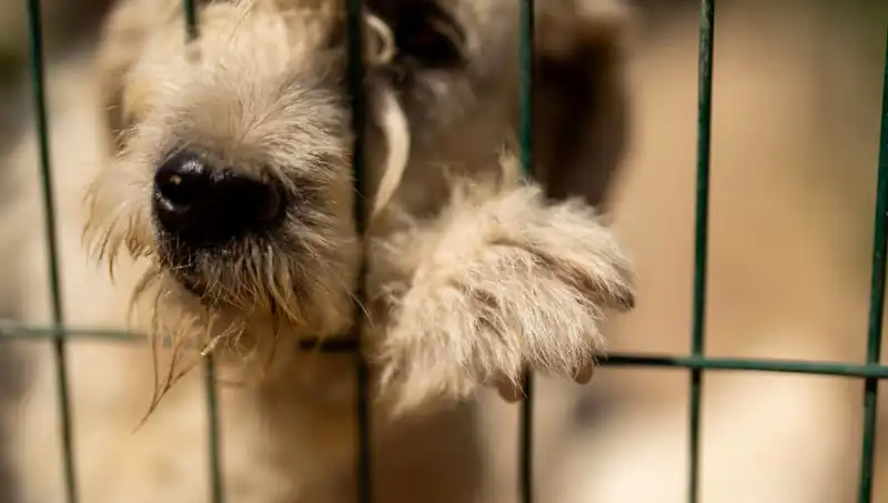 İş Stresi: Köpekler Üzerinde Görülen Etkiler ve Çözüm Yolları