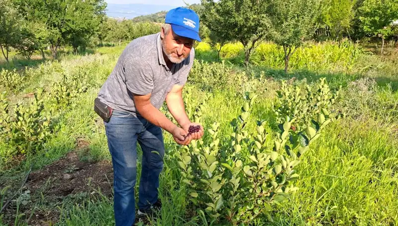 Üç Yıl Sonra Gelen Başarı: Fidanı Eken Çiftçi, Kilosu 200 Lira Meyve Elde Etti