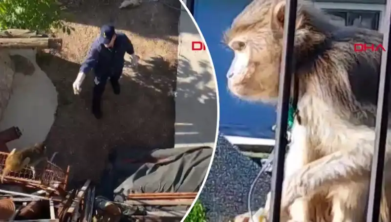 Muğla’da Maymun Kovalamacası: Mahalleli Heyecanla Peşinden Koştu!