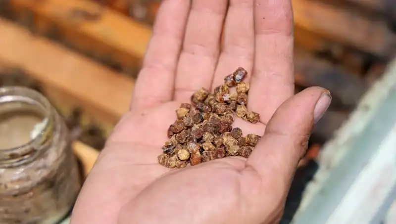 Eskiden İhmal Edilen Besin Artık Lüks: Fiyatı 3 Bin TL’ye Yükseldi!