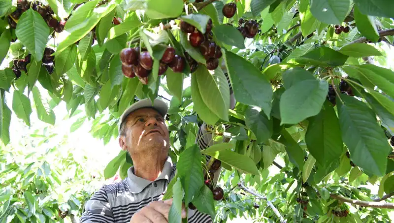 Lapseki'nin Dev Balığı: Çay Bardağına Sığmayan Canlı