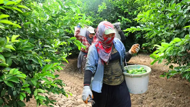 Markette Kilosu 150 Lirayı Aşan Ürünün Fiyatı Düşecek mi?