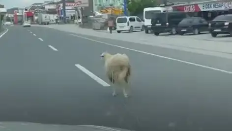 Yalova'da Kurbanlık Hayvan Kaçışı, Trafik Kaosuna Neden Oldu!