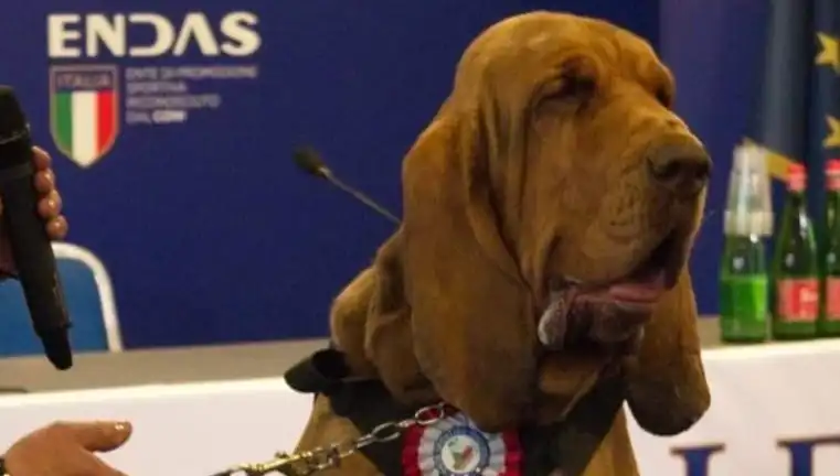 Arama Köpeğine Çivili Sosisle Yapılan Saldırı: Hayvan Hakları Tehlikede mi?