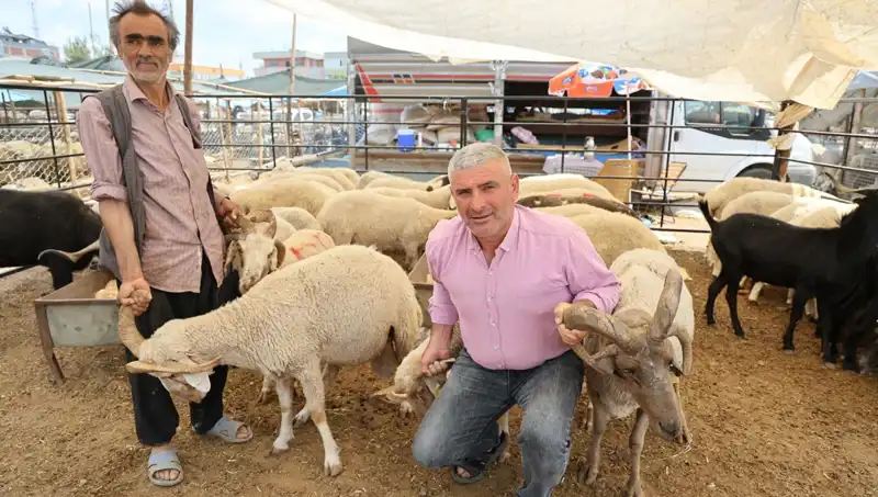 4 Boynuzlu Koçlar Kurban Pazarında Tüm Gözleri Üzerine Çekiyor
