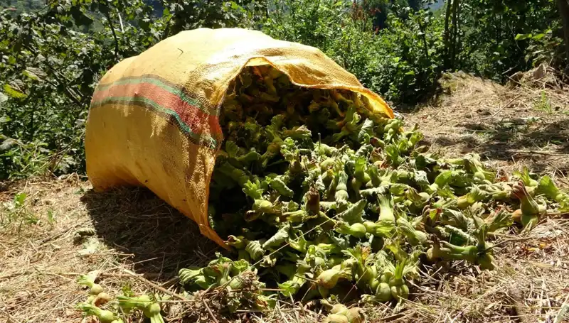 Giresun'da Fındık Hasadı Coşkusu: Beklentiler ve Sektördeki Yenilikler